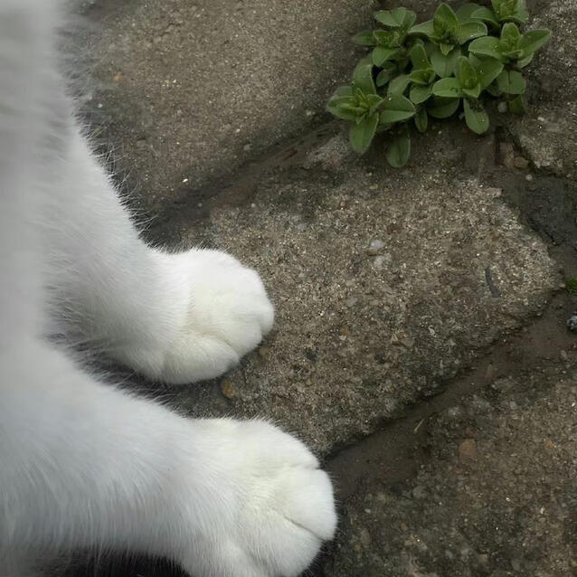 Cat Feet